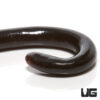 Adult Brahminy Blind Snake