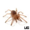 Valparaiso Rose Tarantula (.25-.5")