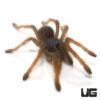 Vietnam “Silver” Tarantula (.5-.75″)