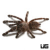 Bamboo Earth Tiger Tarantula (1.5 – 2”)