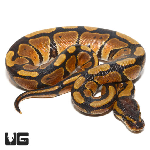 Baby Dinker Ball Pythons