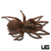 Thailand Dwarf Earth Tiger Tarantula (1 – 2”)