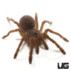 Asian Fawn Tarantula (.25 – .75”)