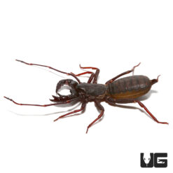 Thai Vinegaroon