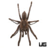 Thailand Zebra Leg Tarantula (3-4”)