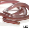 Cairo Blind Snake