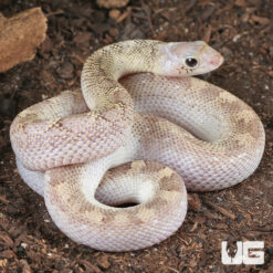 Baby Stillwater White Sided Bull Snake