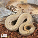Baby Super Anaconda Western Hognose Snake Baby Super Anaconda Western Hognose Snake