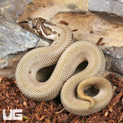 Baby Super Anaconda Western Hognose Snake
