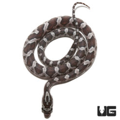 Yearling Cinder Cornsnake