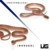Baby Egyptian Cat Eye Snake