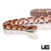 C.B. Baby Hypo Cornsnake