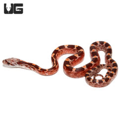 Baby Pied Sided Blood Cornsnake