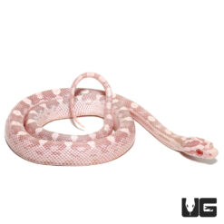 Baby Salmon Snow Poss Het Sunkiss Cornsnake