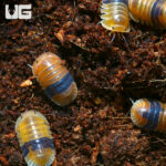 "Amber" Ducky Isopod