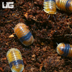 "Amber" Ducky Isopod