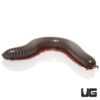 False Rainbow Millipede