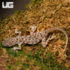 Rough Tailed Gecko