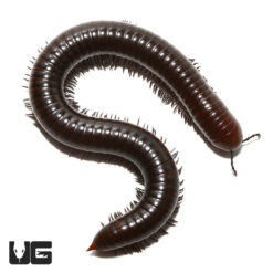 Chocolate Spike Tail Millipede