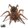 Suwat Armoured Trapdoor Spider (1-2”)