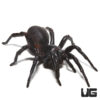 Thai Funnel Web Spider (1-2″ )