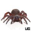 Thai Hourglass Trapdoor Spider (.25-1”)