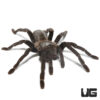 Thai Silver Earth Tiger Tarantula (2-3″)