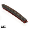 Thailand Rainbow Millipede