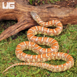 Baby Hypo Florida Kingsnake
