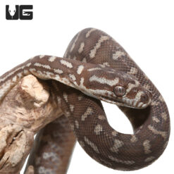 Baby Bredl's Python