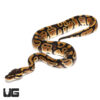 Baby 66% Het Rainbow Ball Python (#026)