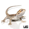 Baby Hypo Citrus Bearded Dragon