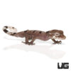 Malaysian Spiny Tailed Gecko