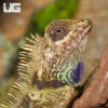 Bell's Anglehead Lizard
