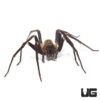 Blue Femur Wandering Spider (2-3.5")