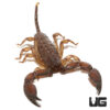 Dwarf Wood Scorpion