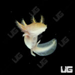 Golden Albino Axolotl (2 - 3")