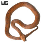 Halmahera Ground Boa