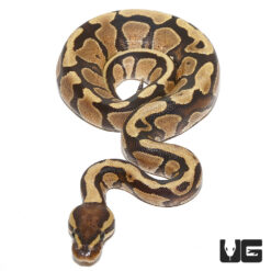 Baby Vanilla Ball Python