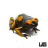 C.B. Bandit Bumblebee Dart Frog