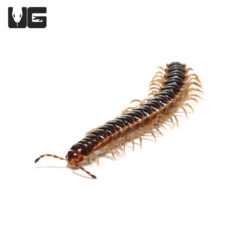 Greenhouse Millipede