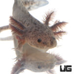 Axanthic Axolotl (2 - 3")