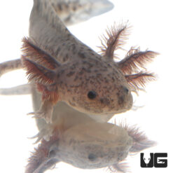 Melanistic Axanthic Axolotl (2 - 3")
