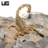 Egyptian Yellow Fat Tail Scorpion