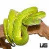 Adult Biak Green Tree Python
