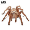 Asian Fawn Tarantula (3 – 5”)