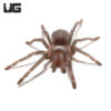 Brazilian Blue Violet Tarantula (.5 – 1”)
