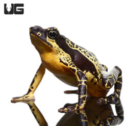 Yellow Harlequin Toad