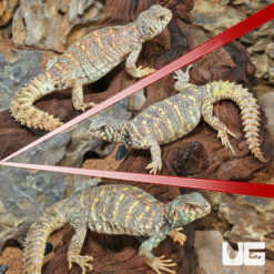 Ornate Uromastyx