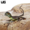 Baby Green Basilisk
